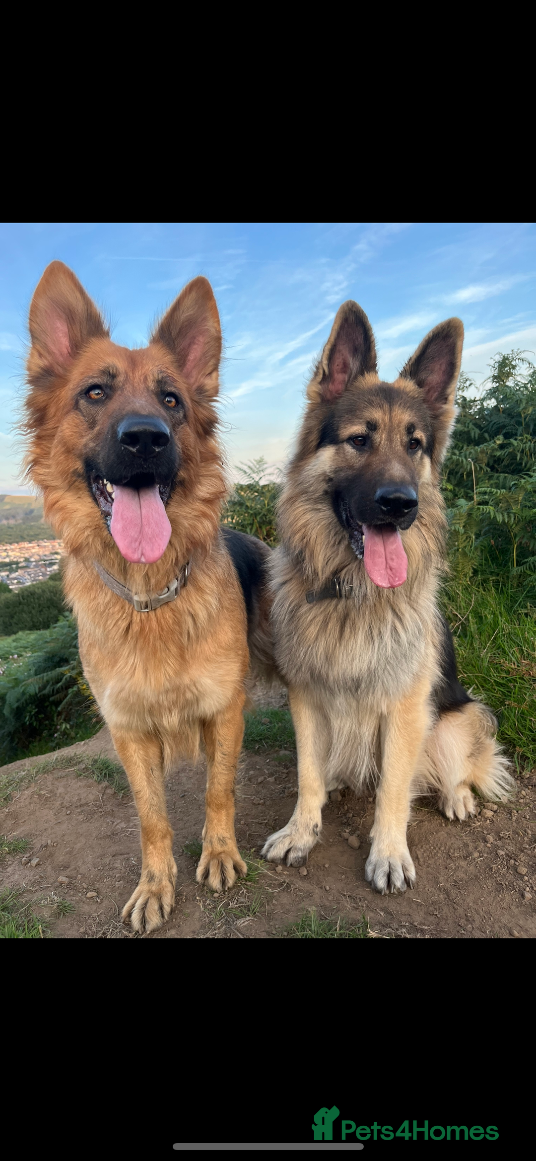 German Shepherd dogs for sale: Beautiful GSD pups - Image 21