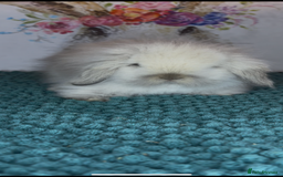 Mini Lion Lop rabbits for sale: Gorgeous fluffy mini lion lop baby bunnies - Image 2