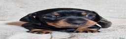 Miniature Dachshund dogs for sale: Champion bloodlines excellent quality KC miniature - Advert 30