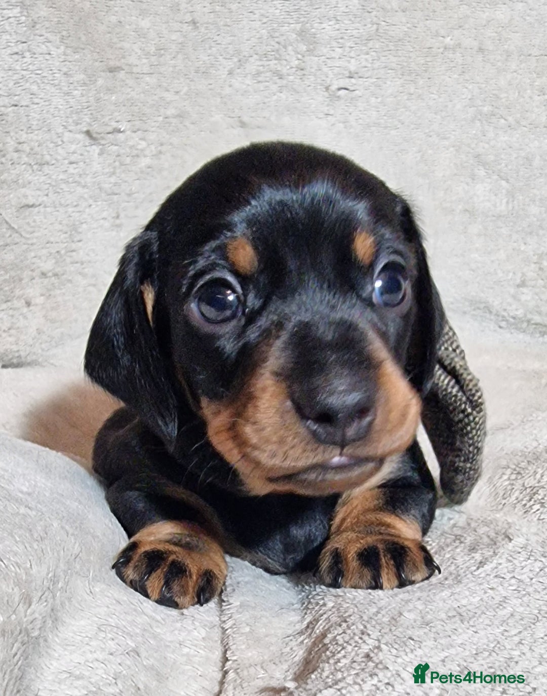 Miniature Dachshund dogs for sale: Champion bloodlines excellent quality KC miniature - Advert 30