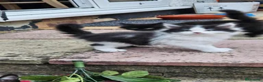 Domestic Shorthair 4