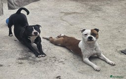 Staffordshire Bull Terrier dogs for sale: Staffordshire bull terrier pups due - Image 6
