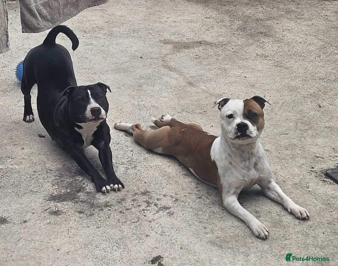 Staffordshire Bull Terrier dogs for sale: Staffordshire bull terrier pups due - Image 6