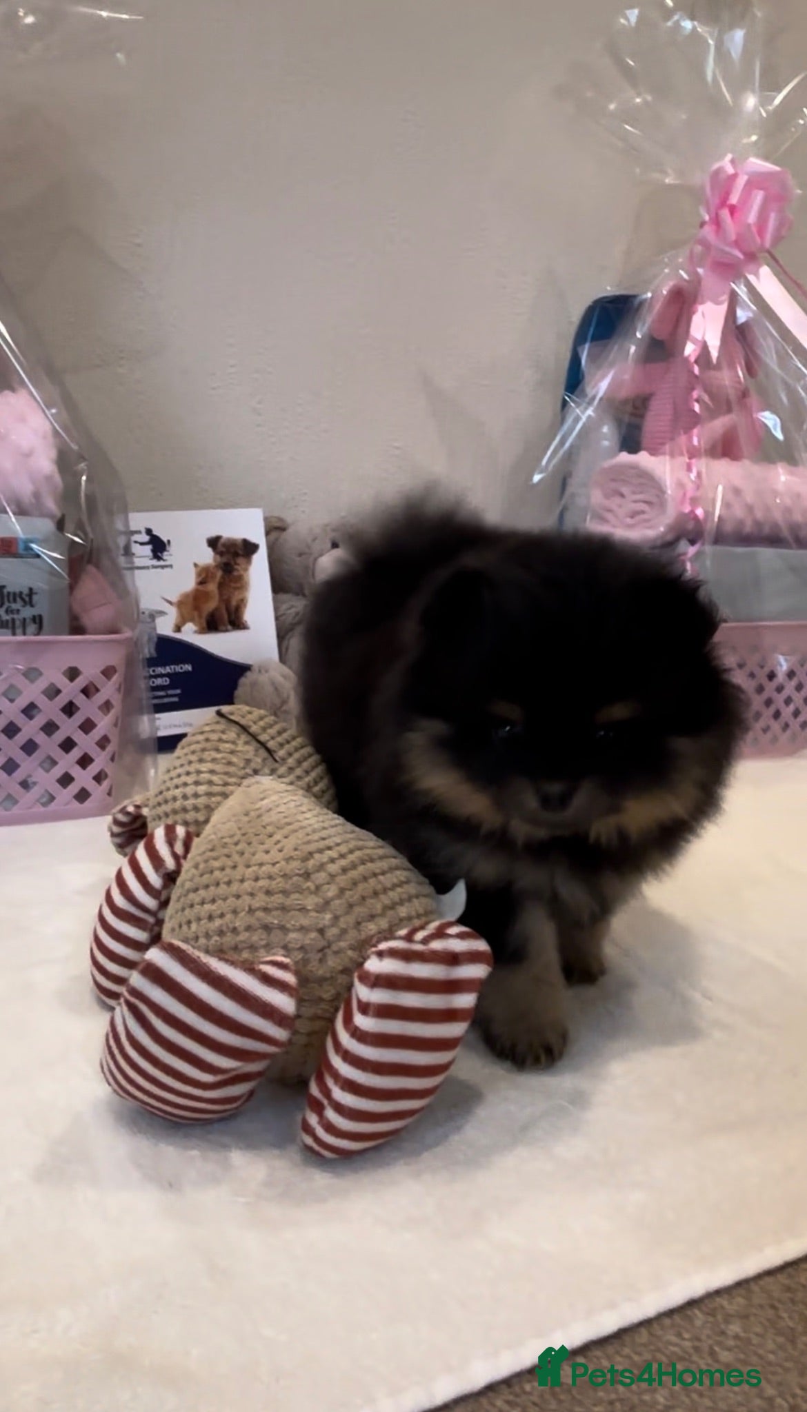 Pomeranian dogs Black and Tan Pomeranian puppies - Advert 11