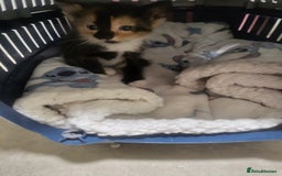 Mixed Breed cats for sale: ****Kittens ready to leave**** - Image 3