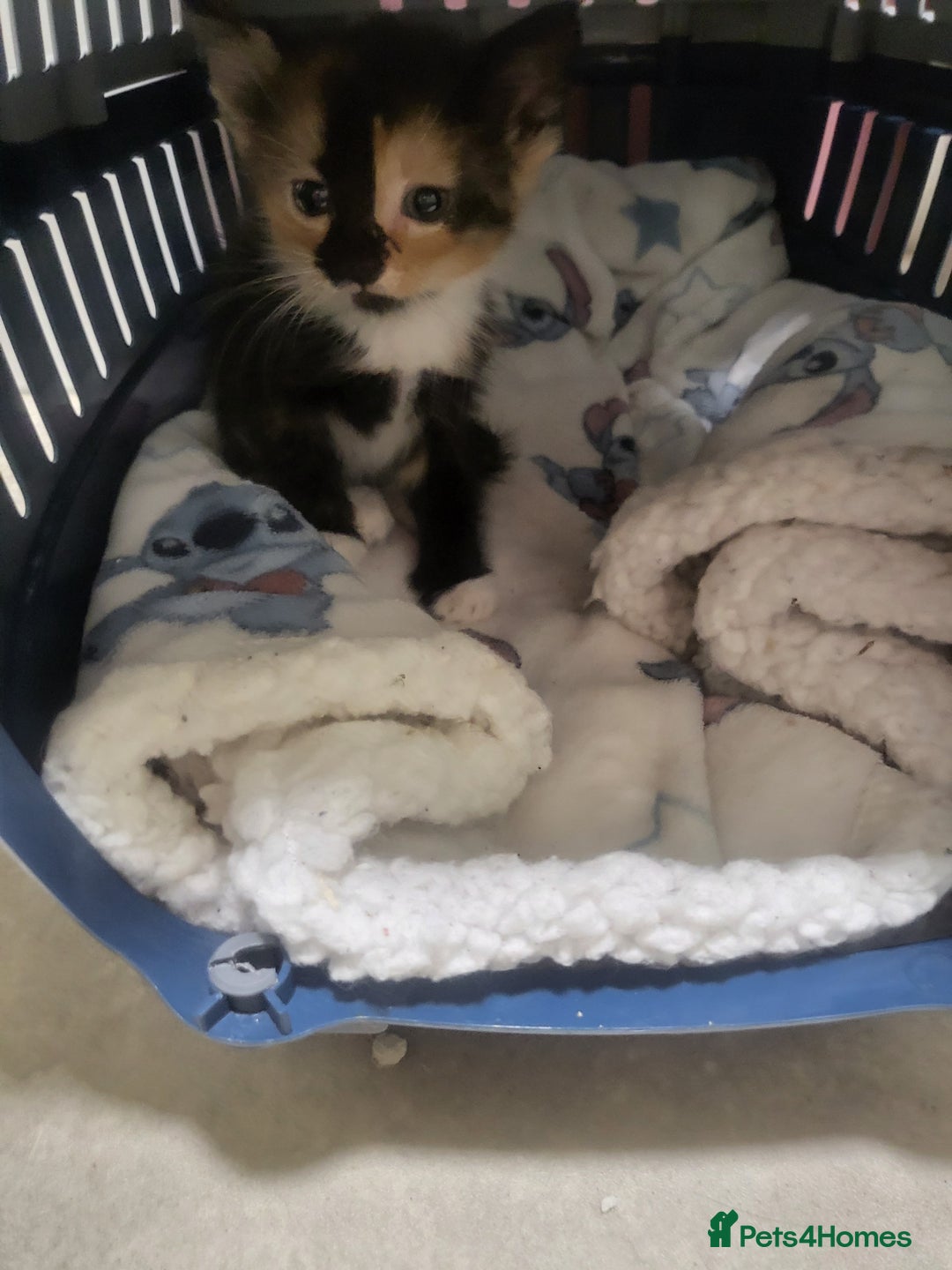 Mixed Breed cats for sale: ****Kittens ready to leave**** - Image 3