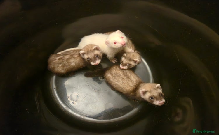 Ferret rodents - Advert 1