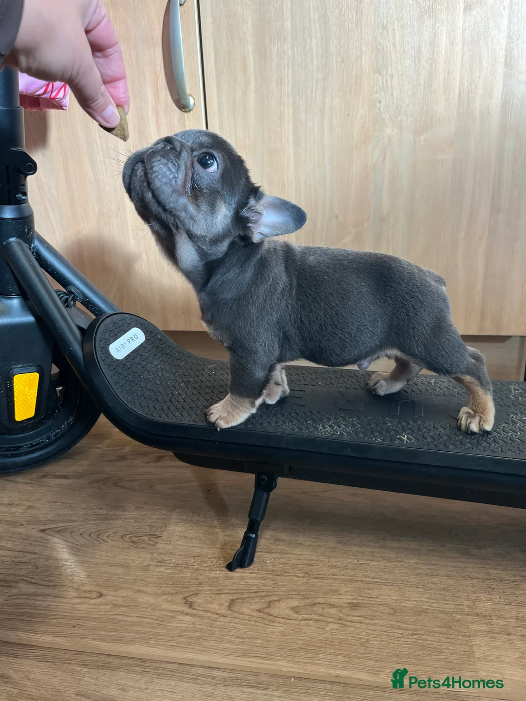 French Bulldog dogs for sale: French bulldog full pink, blue tan pink carrier  - Advert 9