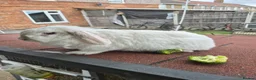 Mini Lop rabbits for sale: Mini lops  - Advert 5