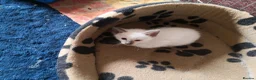 Ragamese cats for sale: Fluffy Ragdoll Cross Siamese Kittens - Advert 4