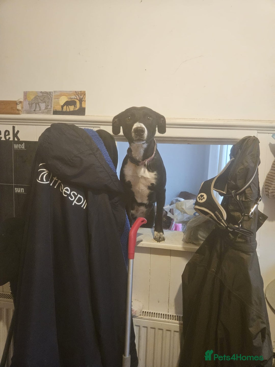 Mixed Breed dogs for sale: Beautiful 1 year old female dog  - Advert 17