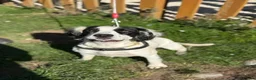 English Springer Spaniel dogs for adoption: Sunny - Advert 8