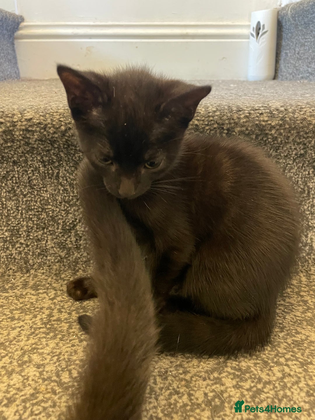 Mixed Breed cats for sale: *Free££* Beautiful brothers looking loving home - Advert 22