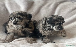 Miniature Poodle dogs for sale: Miniature poodle puppies  - Image 3