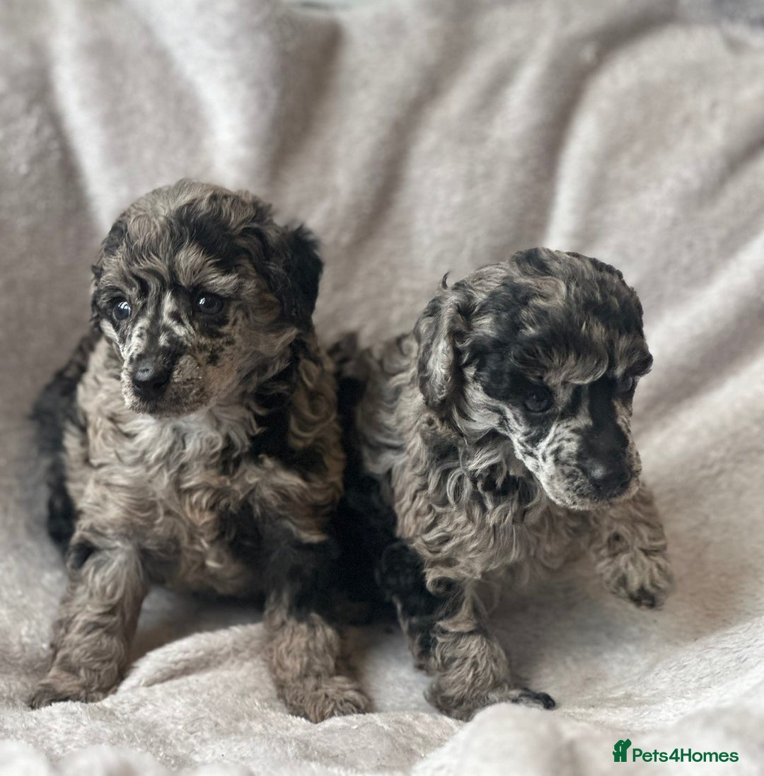 Miniature Poodle dogs for sale: Miniature poodle puppies  - Image 3