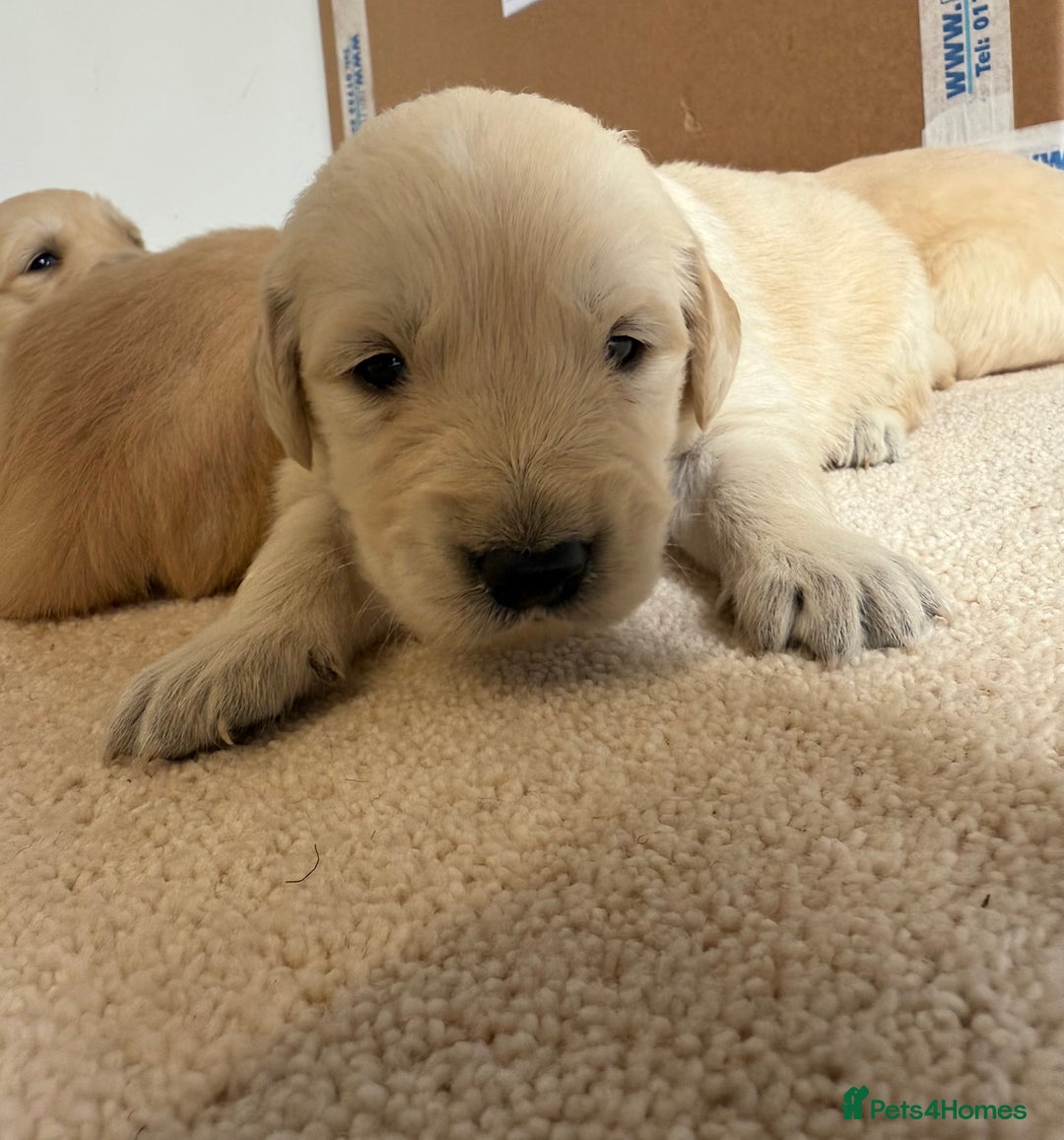 Golden Retriever dogs for sale: Stunning KC Registered Golden Retriever Puppies - Image 4