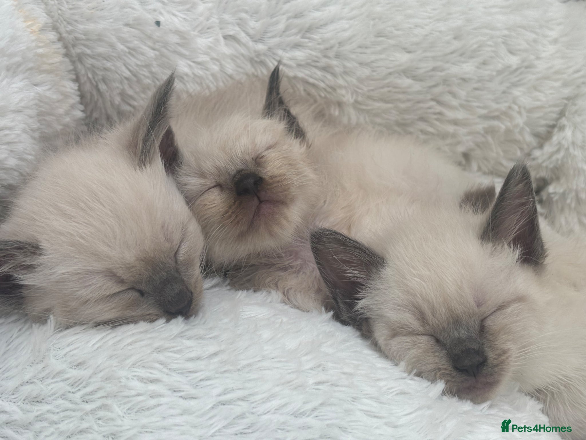 Ragdoll cats Ragdoll Kittens - Advert 6
