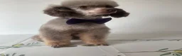 Toy Poodle dogs for stud: TINY CHOCOLATE PHANTOM BOY  - Advert 4