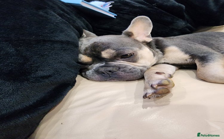 French Bulldog dogs french bulldog white and blue  - Advert 4