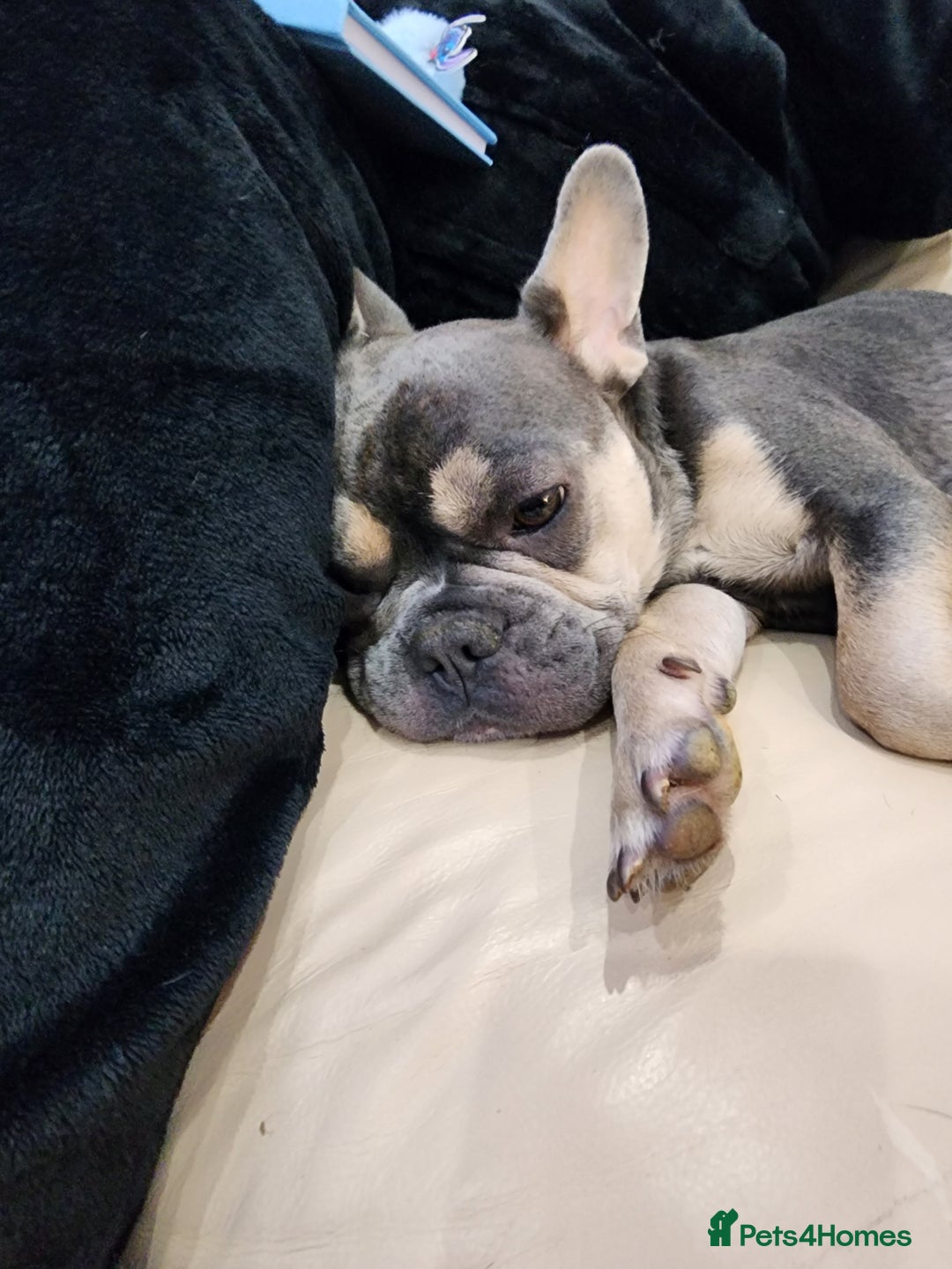 French Bulldog dogs for sale: french bulldog white and blue  - Advert 1