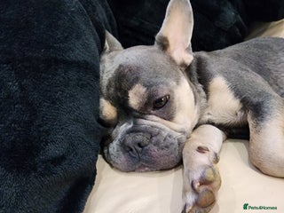 French Bulldog dogs french bulldog white and blue - Advert 1