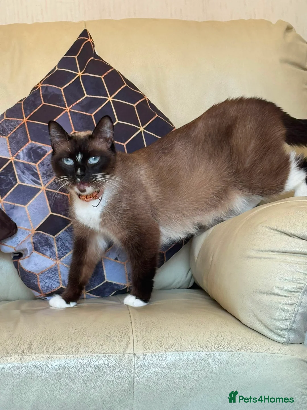 British Shorthair cats for sale: Ragdoll/ British Short Hair Mixed Breed Female Cat - Advert 2