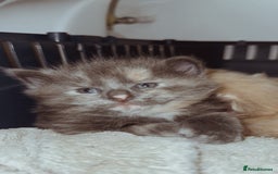 Domestic Shorthair cats for sale: 🐾 8-Week-Old Kittens Ready for Loving Homes 🐾 - Image 1
