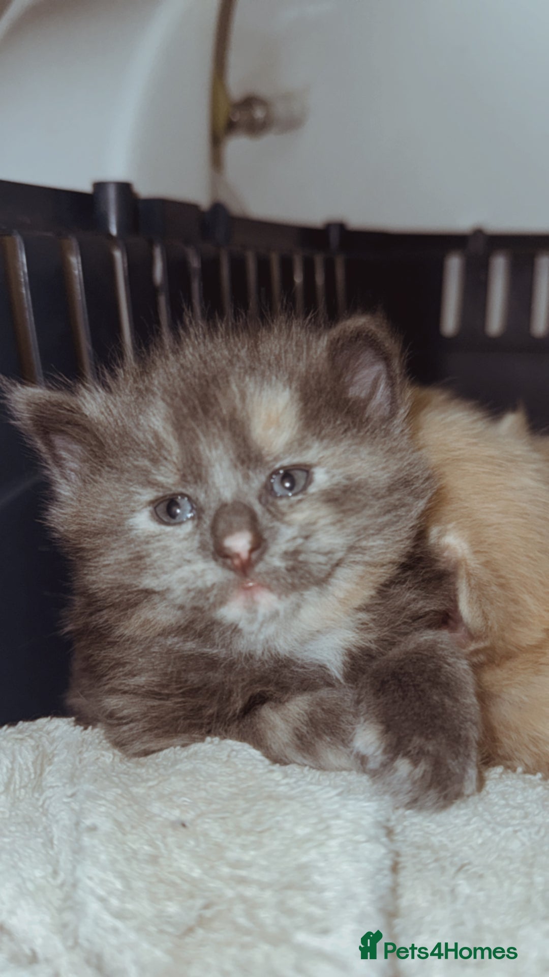 Domestic Shorthair cats for sale: 🐾 8-Week-Old Kittens Ready for Loving Homes 🐾 - Image 1
