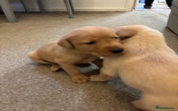 Labrador Retriever dogs for sale: 7 beautiful red fox Labrador puppies for sale.  - Image 7