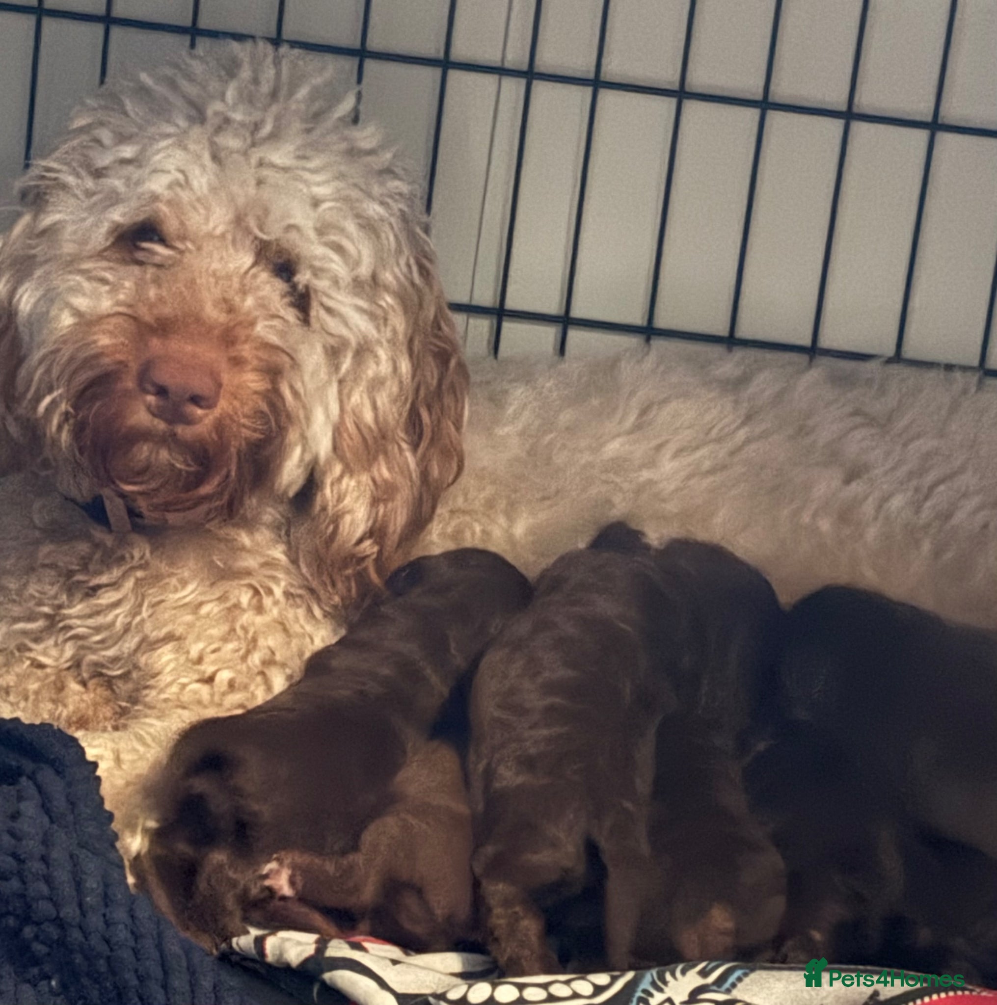 Cockapoo dogs Chocolate Cockapoos for sale - Advert 1