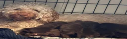 Cockapoo dogs for sale: Chocolate Cockapoos for sale - Advert 1