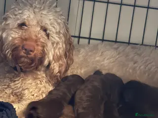 Cockapoo dogs Chocolate Cockapoos for sale - Advert 1