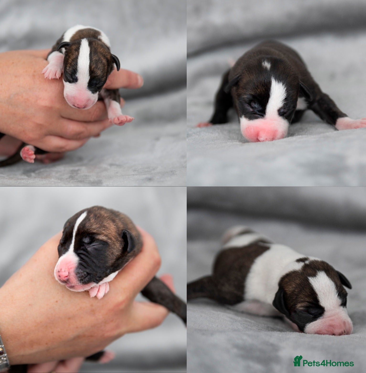 Whippet dogs 4 PUPPIES NOW AVAILABLE FROM BRACKENSWIFT  - Advert 1