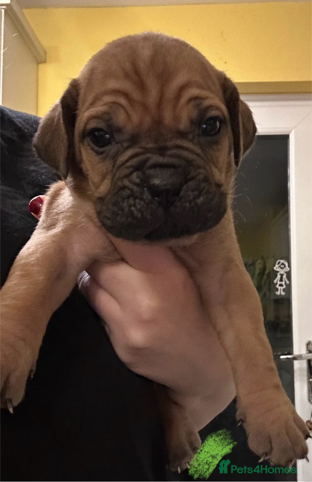 Cane Corso dogs for sale: Beautiful Cane Corso Puppies  - Advert 2