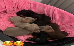 Dachshund dogs for sale: Stunning litter of Dachshund puppies 🌈🥰 - Image 4