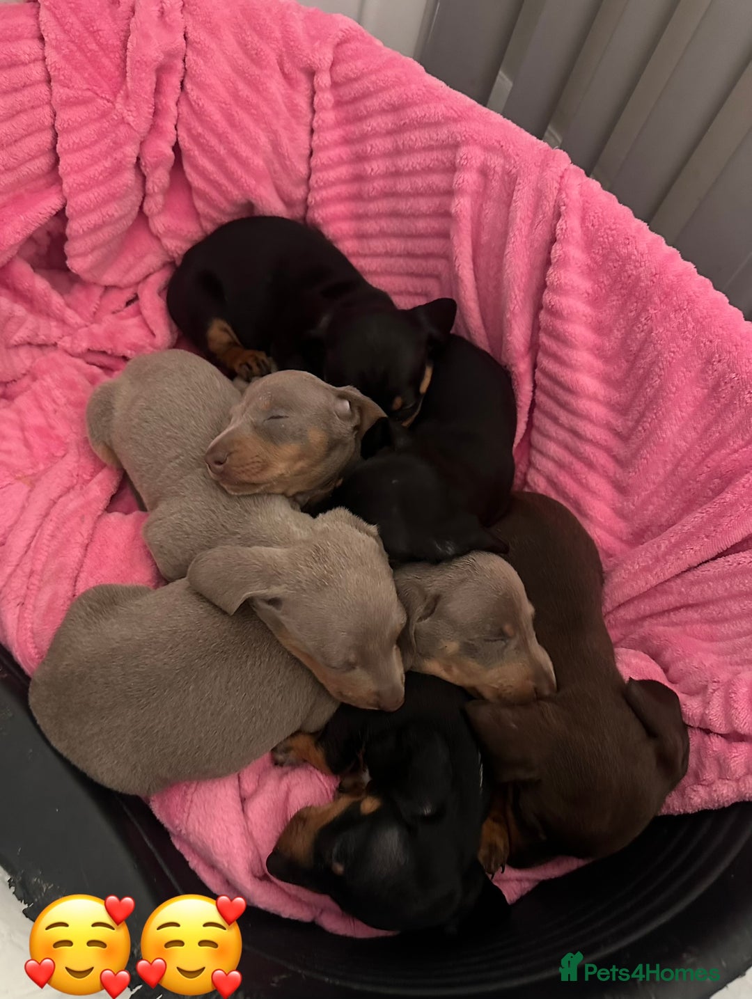 Dachshund dogs for sale: Stunning litter of Dachshund puppies 🌈🥰 - Image 4