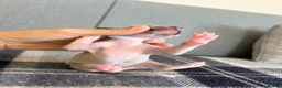 Italian Greyhound dogs for sale: Health tested KC reg Italian Greyhound Puppies  - Advert 18