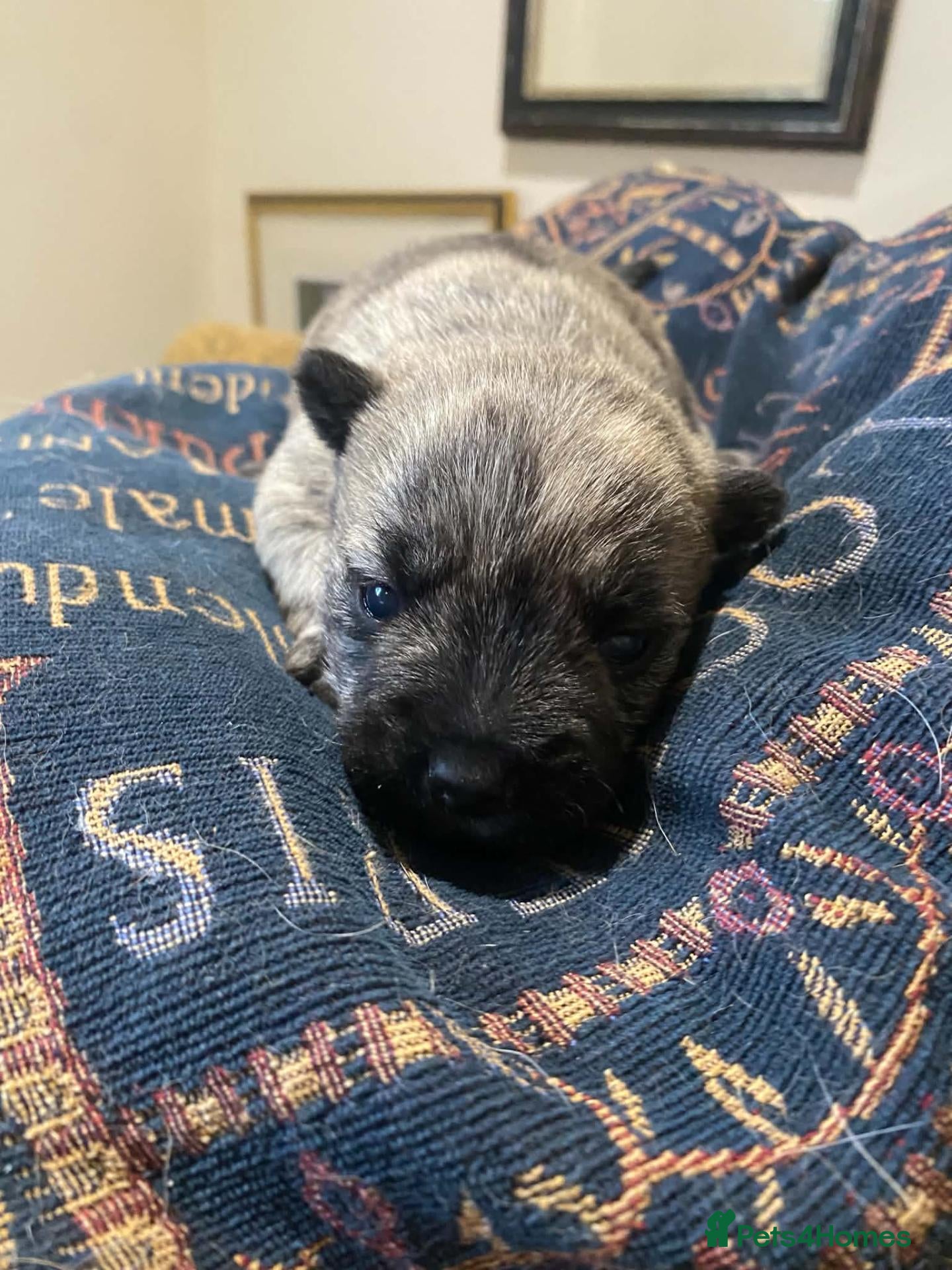 Cairn Terrier dogs for sale: KC reg cairn terrier puppies - Advert 1