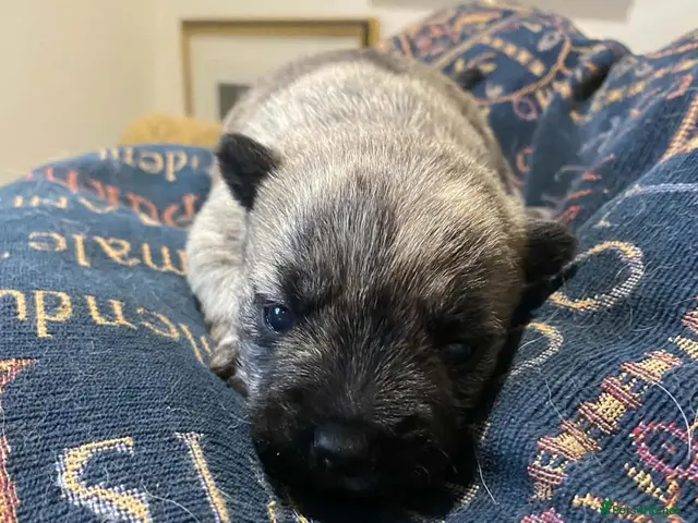 Cairn Terrier dogs for sale: KC reg cairn terrier puppies - Advert 1