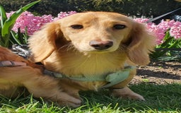 Miniature Dachshund dogs for stud: Beautiful KC Mini Long.H Full Eng. Cream Stud 🤍🐾 - Image 13