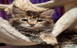 Maine Coon cats for sale: Beautiful torbie Maine Coon girls - Image 2