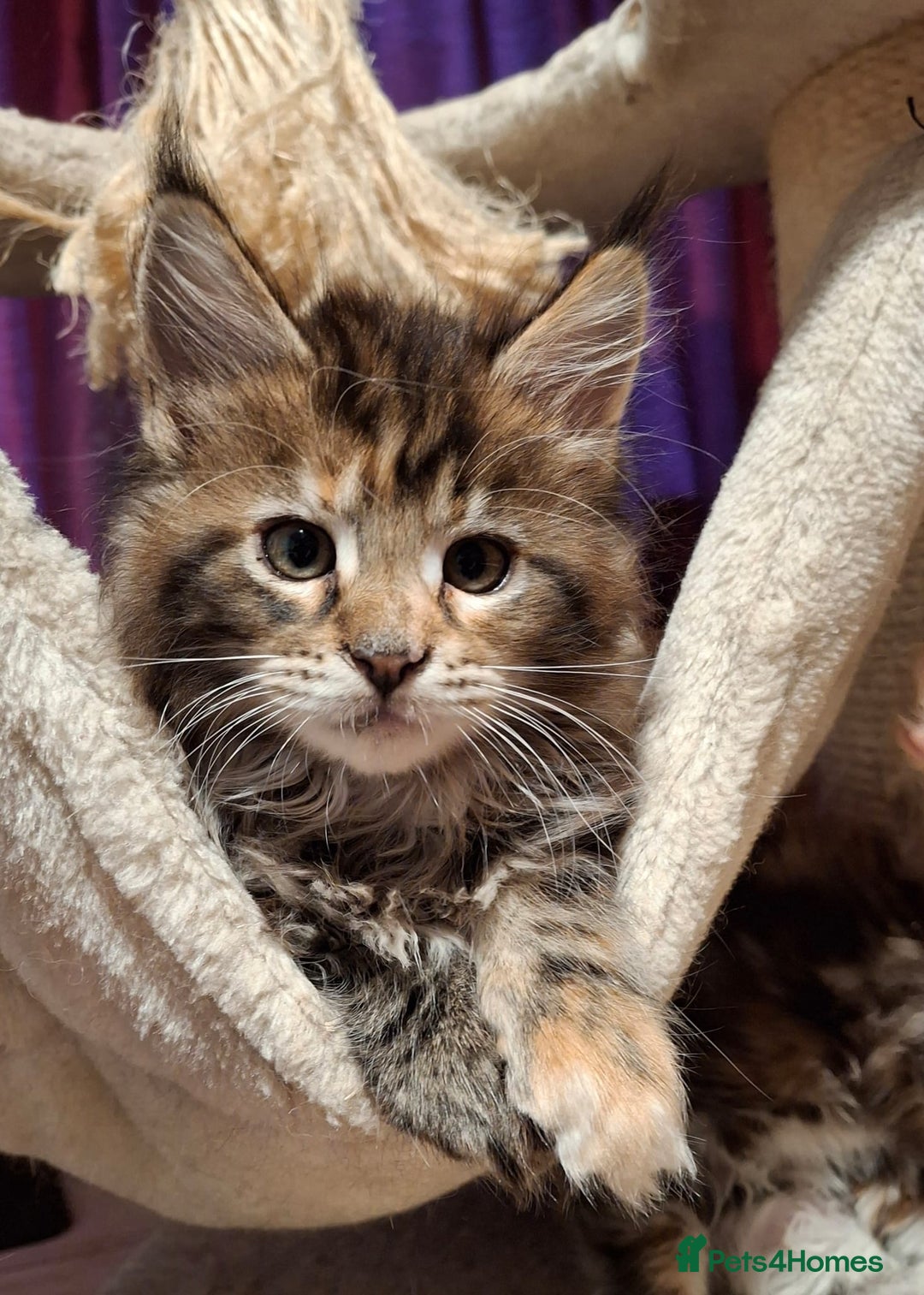 Maine Coon cats for sale: Beautiful torbie Maine Coon girls - Image 2