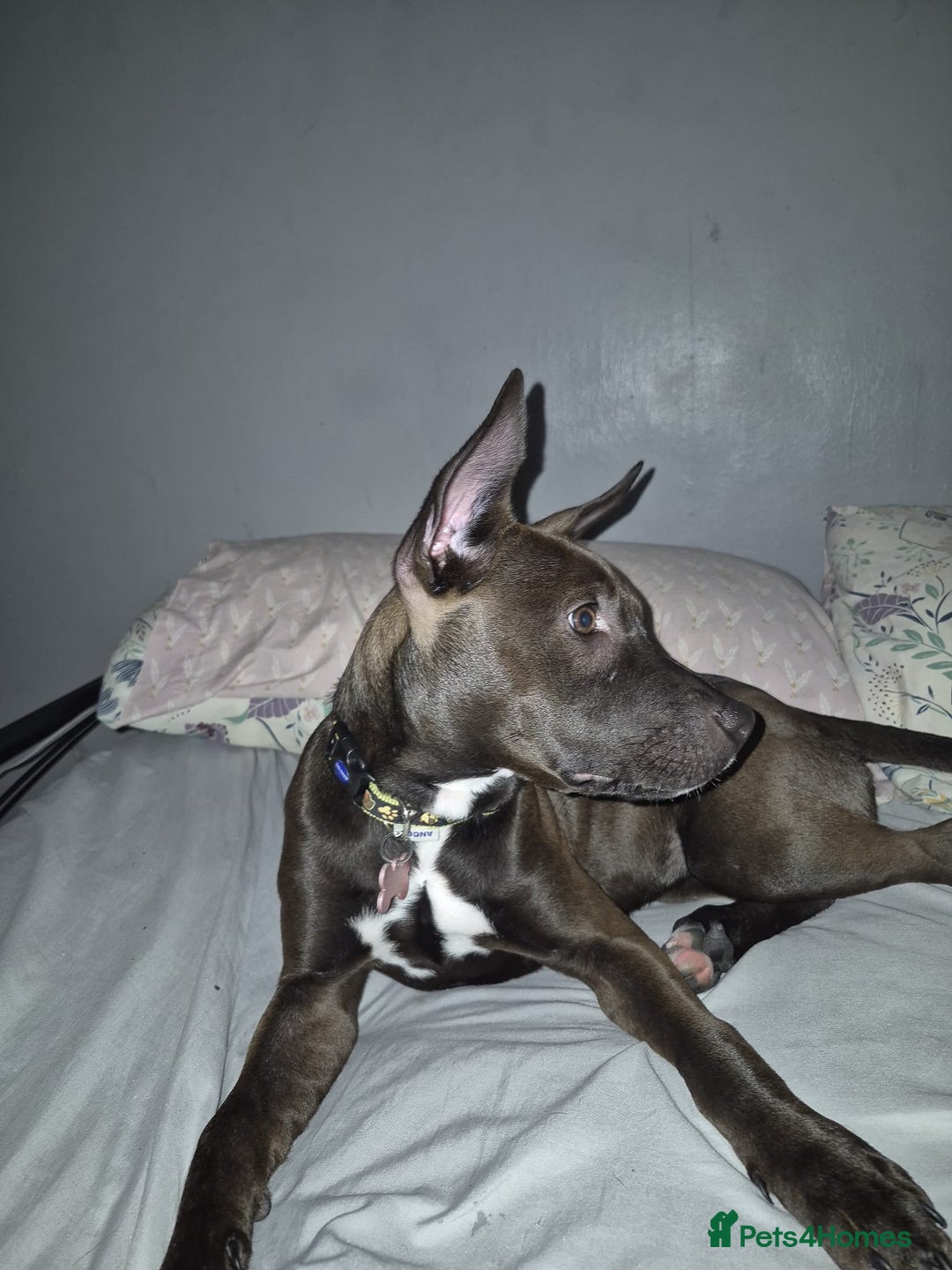 Mixed Breed dogs for sale: 5 month old staffy cross - Image 3