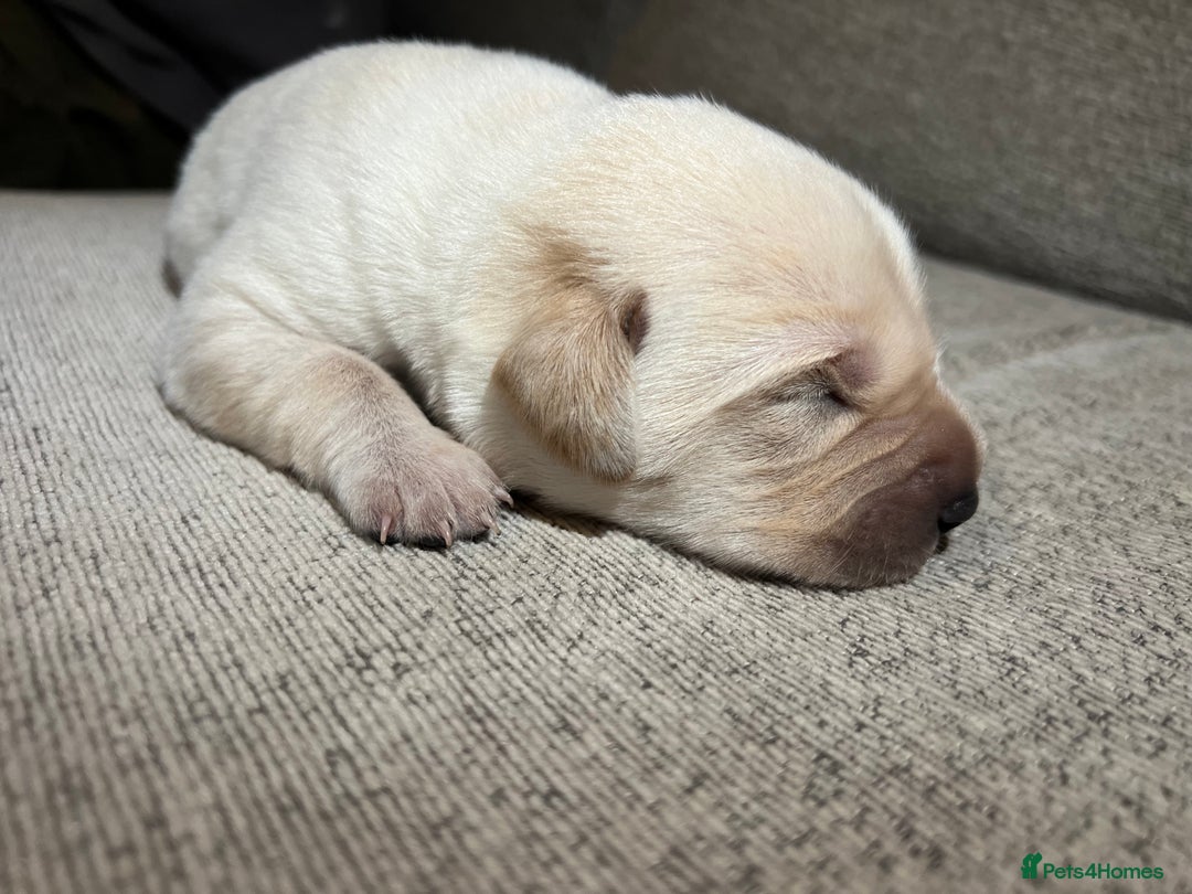 Mixed Breed dogs for sale: 🔥❤️ Beautiful labrador fur baby’s 🔥❤️ - Image 4