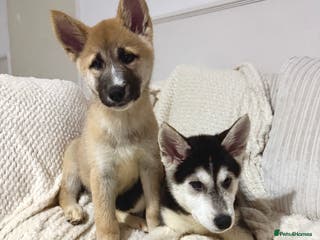 Huskita dogs FULLY VACCINATED Huskita Puppies 🤍 3 LEFT - Advert 12
