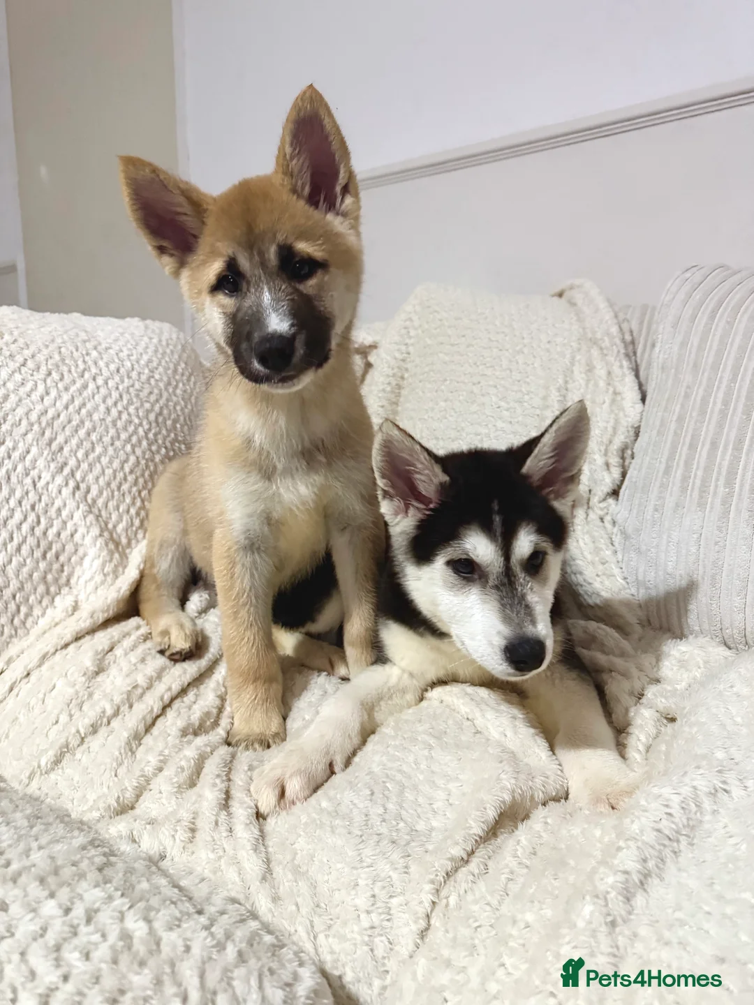 Huskita dogs for sale: FULLY VACCINATED Huskita Puppies 🤍 LAST 2 - Advert 8