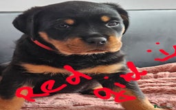 Rottweiler dogs for sale: Pure breed Rottweiler  - Image 29