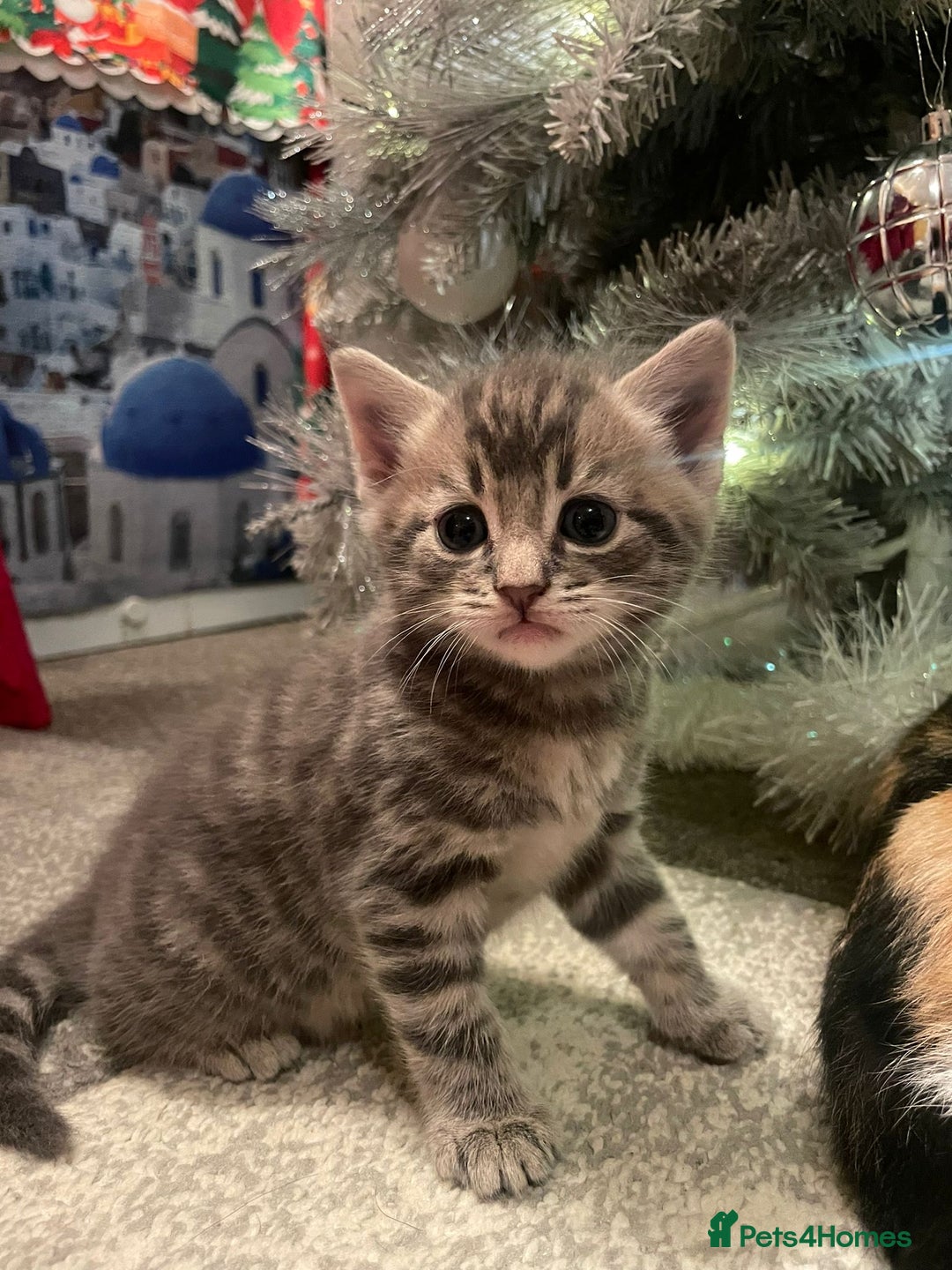 Domestic Shorthair cats for sale: Lovely kittens  - Advert 8