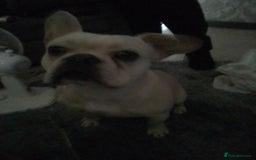 French Bulldog dogs for sale: *18 month old champagne male Frenchie* - Image 2