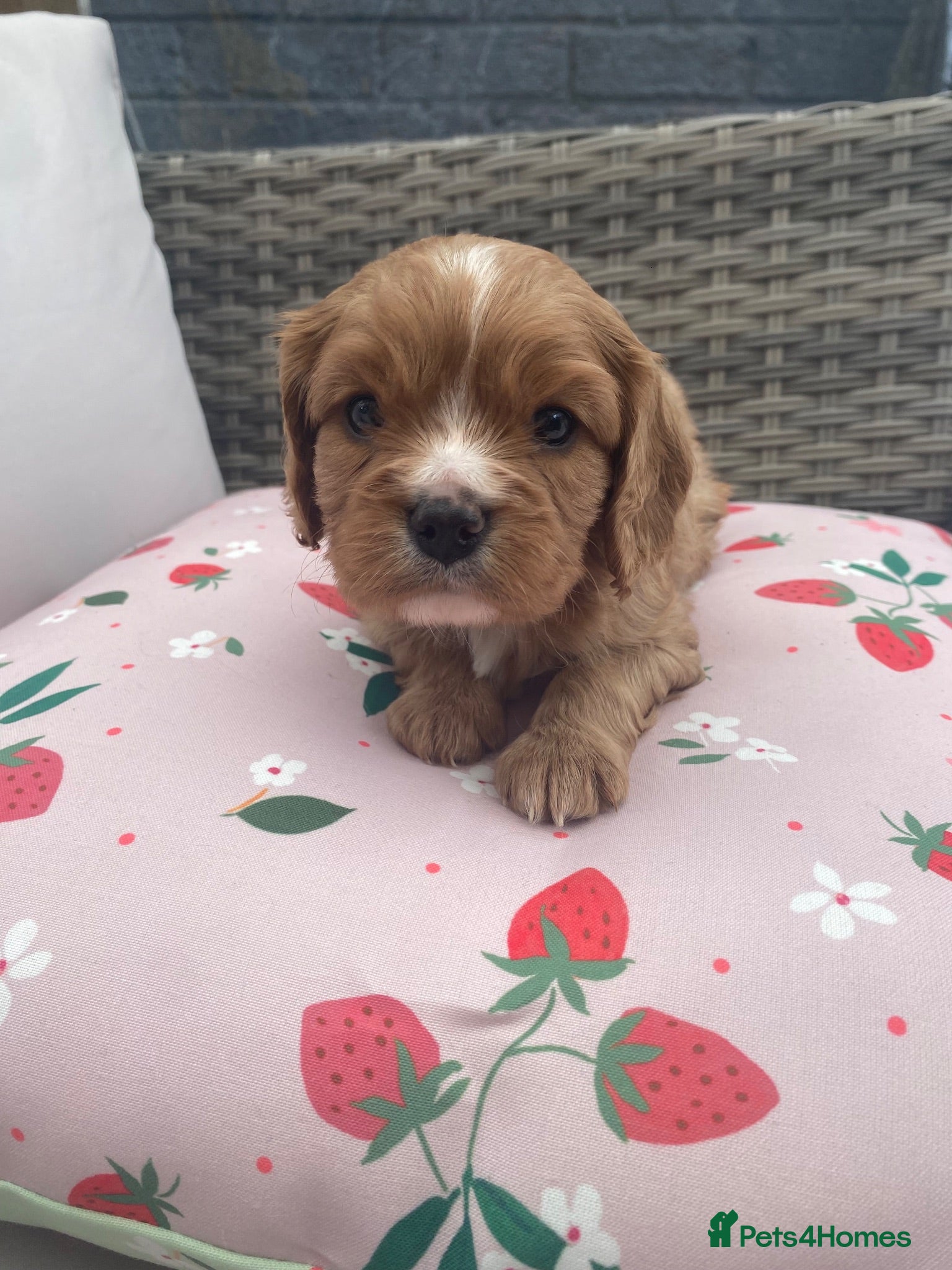 Cavalier King Charles Spaniel dogs Cavalier King Charles Spaniel - Advert 7